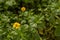 Yellow forest flower on green background bangladesh