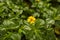 Yellow forest flower on green background Bangladesh