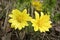 Yellow forest flowers Adonis vernalis pheasant`s eye, spring pheasant`s eye, yellow pheasant`s eye, false hellebore.