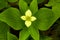 Yellow form of bunchberry flowers on Mt. Kearsarge, New Hampshire