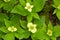 Yellow form of bunchberry flowers on Mt. Kearsarge, New Hampshire