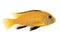 Yellow form of Melanochromis johannii