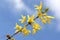 Yellow forsythia