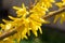 Yellow forsythia blooming