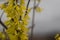 Yellow forsythia branch in early spring outdoor