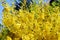 Yellow forsythia bush blossom