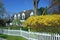 Yellow forsythia bush and house with white picket fence
