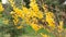 Yellow forsythia bush sways in the wind, early spring