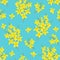 Yellow forsythia flowers on a blue background. Spring floral seamless pattern.