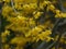 Yellow Forsythia Flowers on Branches in Bloom