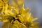 Yellow Forsythia, gelbe Forsythie during spring time