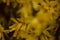 Yellow Forsythia, gelbe Forsythie in spring time