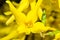 Yellow Forsythia suspensa flower, close up, yellow bokeh floral background.
