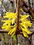 yellow forsythia suspensa flowers