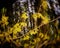 Yellow forsythia swirl captured with ICM Intentional Camera Movement