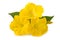 Yellow Four o\\\'clock flowers