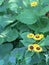 Yellow fowers with green leaf