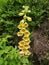 Yellow foxglove flower Digitalis grandiflora.