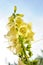 Yellow Foxgloves