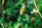 Yellow Foxtail grass seed with blurred background