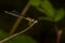 yellow fragile forktail damselfly on a stick