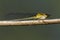 yellow fragile forktail damselfly on a stick