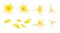 Yellow frangipani flower set with Petals on white background from different angles. Useful for design of wedding invitation or rom