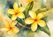 Yellow frangipani flower, watercolor illustration in arrange on natural bakcground.