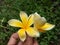 Yellow frangipani flowers held by hand