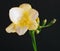 Yellow freesia