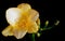 Yellow freesia