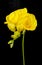 Yellow freesia flower on a black