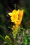 Yellow freesia in nice blurry green background, natural freesia, maltese flower, maltese flora, Malta flora