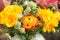 Yellow freesia and orange buttercup bunch