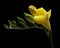 Yellow freesia with water drops