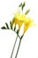 Yellow Freesia on White