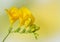 Yellow freesia on yellow and green