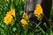 Yellow Freesias Background, Nature