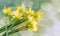 Yellow freesias flowers, close up, green bokeh background, isolated