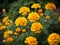 Yellow French marigold nature beautifull