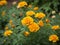 Yellow French marigold nature beautifull