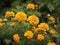 Yellow French marigold nature beautifull