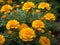 Yellow French marigold nature beautifull