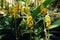 Yellow fresh Calanthe lyroglossa orchid or christmas growing on stone in tropical forest close up details