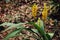 Yellow fresh Calanthe lyroglossa orchid or christmas growing on stone in tropical forest close up details