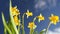 Yellow fresh daffodils flower plants in pot slow motion
