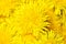 Yellow fresh dandelion close up