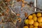 yellow fresh mirabelle plums in a metal pot with sea buckthorn branches and berries on the wooden old blue table