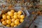 yellow fresh mirabelle plums in a metal pot with sea buckthorn branches and berries on the wooden old blue table background.