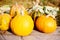 Yellow fresh pumpkins in bright sunlight on an old wooden surface. Autumn harvest of pumpkins.